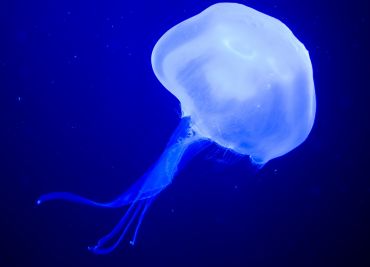 זהירות המדוזות כבר כאן!