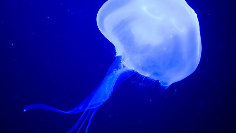 זהירות המדוזות כבר כאן!